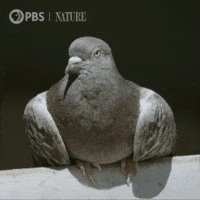 Explore New York City GIF by Nature on PBS