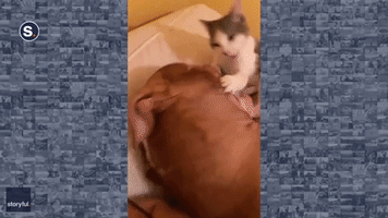Cat and Pit Bull 'Best Buddies' Wrestle in Pennsylvania Home