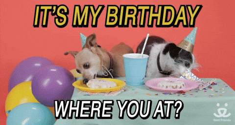 Adopt Happy Birthday GIF by Best Friends Animal Society