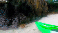 Kayaking with Monkeys