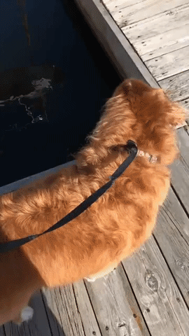 Dog Found Swimming in Lake Michigan Has Heartwarming Reunion With Owners