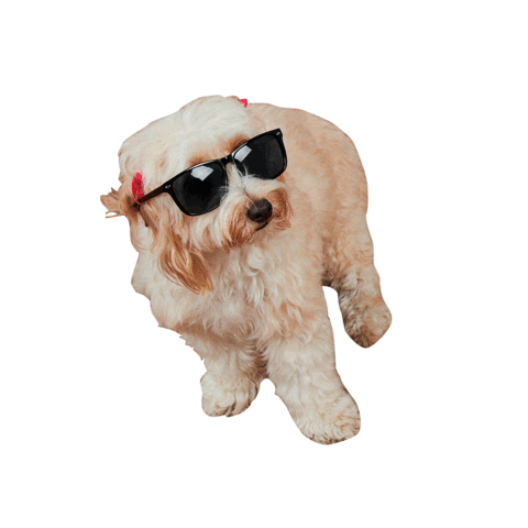 Dog Perros Sticker by Lamosa