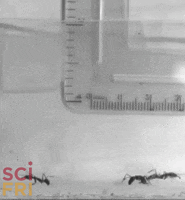 ant GIF by Science Friday