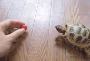 Tomato GIF