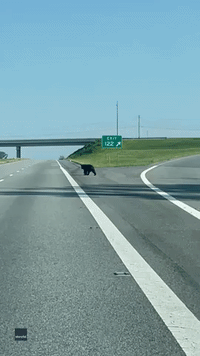 Black Bear Runs Across Highway in North Carolina