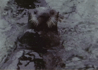 Vintage Swimming GIF by US National Archives