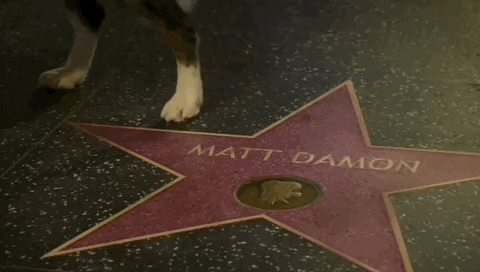 Oscars 2024 GIF. We see Matt Damon's Hollywood Star and a dog leg lifted above it. The camera pans out suddenly and we see Messi, the dog from Anatomy of a Fall, taking a quick whizz on Damon's star. 