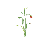 t-shirt flower Sticker by gnash