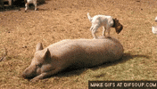 kids sow GIF