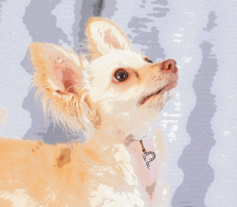 amariejewelry giphygifmaker giphyattribution dog puppy GIF