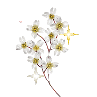 Coentron flowers autumn growing the other side Sticker