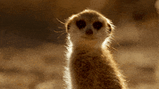 When Nature Calls Meerkat GIF by ABC Network