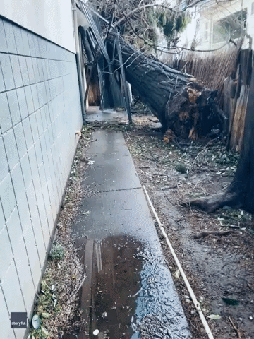 Large Fallen Tree Narrowly Misses Sacramento Home
