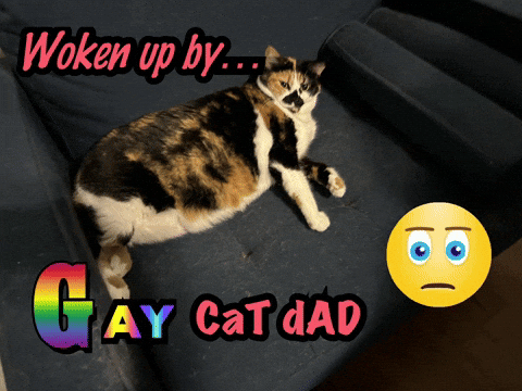 jeremyhyde627ac136f06448b08fd84066bbcb6435 giphyattribution ay cat dad woken up by GIF