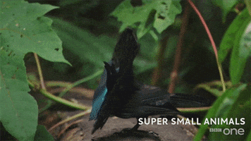bbc cute animal bbc creature GIF