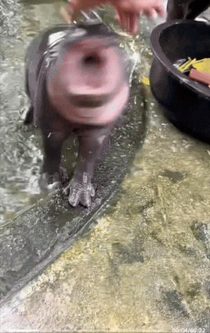 Pygmy Hippo Rage GIF