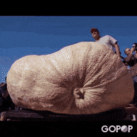 news wtf GIF by GoPop