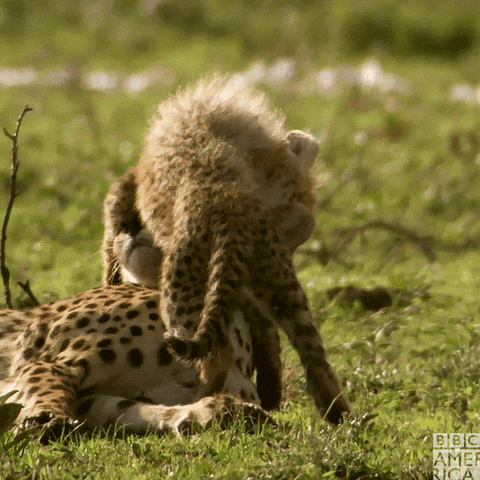 Fight Pounce GIF by BBC America