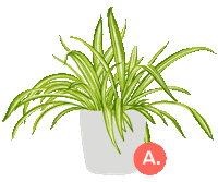 articlemodern plant plants leaf spider Sticker