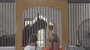 visithorsecountry horse kentucky ky lexington GIF