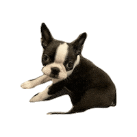 Dogs Puppy Sticker