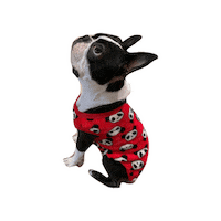 Dogs Sticker