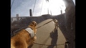 Golden Retriever Dog GIF
