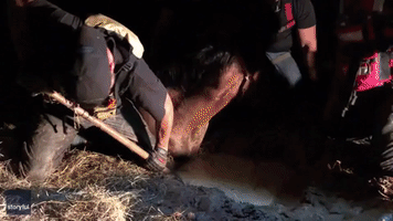 Texas Volunteers Work for Hours to Free Horse Stuck in Mud