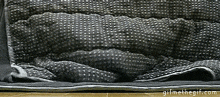 funny cat GIF