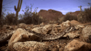 symphony for our world GIF by Nat Geo Wild 
