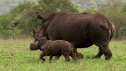symphony for our world GIF by Nat Geo Wild 