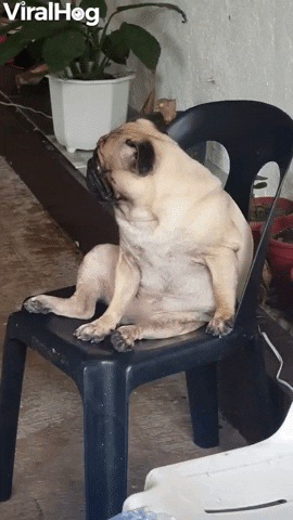 Pug Nodding Off During Siesta Time GIF by ViralHog
