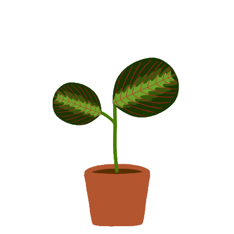 projectspetite plant indoor plant prayer plant Sticker