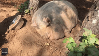 Snoring Pig Relaxes After a Hot Day