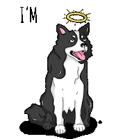 closhoesanddogs dog angel cachorro bordercollie Sticker