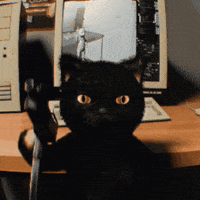 Black Cat GIF
