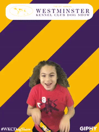 wkcdogshow GIF by Westminster Kennel Club