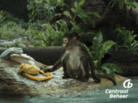 Monkey Business Eab GIF by Centraal Beheer