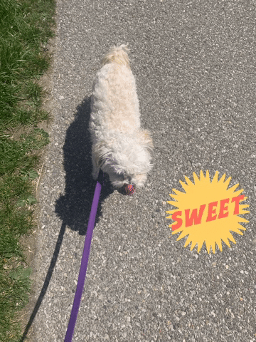 ShellyWilliamsonRealtor dogs fluffy GIF