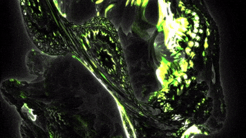 Trip Trippin GIF