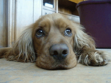 animal planet GIF