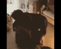 zhengcassie handsome lover sangwon wonxin GIF