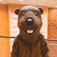 GIF by Welcome to the BVR Dam