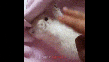 cute kitten GIF