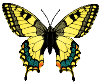 Yellow Butterfly Sticker