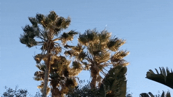 Gusty Winds Blow Through Southern California