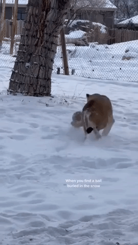 Lion in Zoo Plays with Ball in the Snow