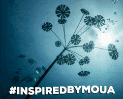 MOUATownsvilleNorthQueensland art dive sculpture gbr GIF