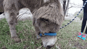 Colorado Love GIF by coloradoschoolofmines