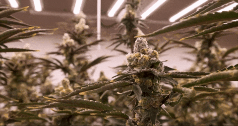 Bloom Andrew GIF by Exclusive Brands